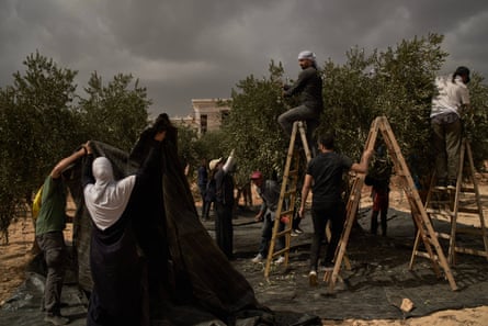Palestinians and activists collecting olives after the attack on Friday.