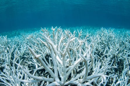 A coral reef bleached white and empty of life
