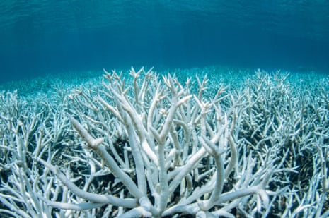 A close up picture of coral that has been bleached white