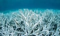 A field of staghorn coral bleached white on the Great Barrier Reef