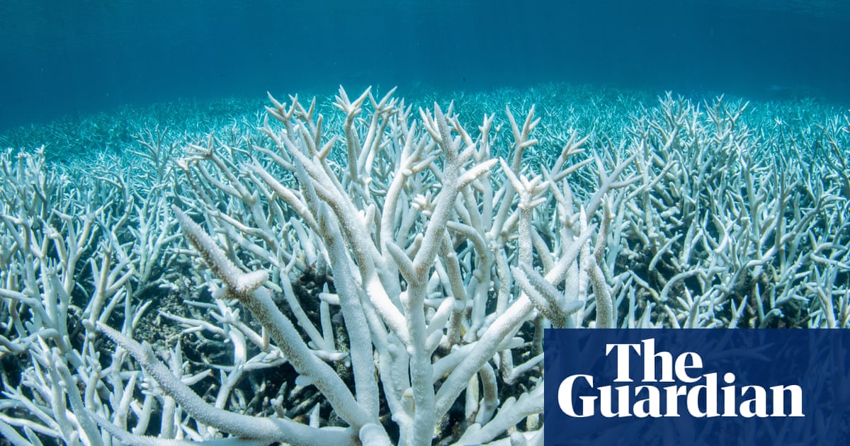 Global heating pushes coral reefs towards worst planet-wide mass bleaching on record | Climate crisis