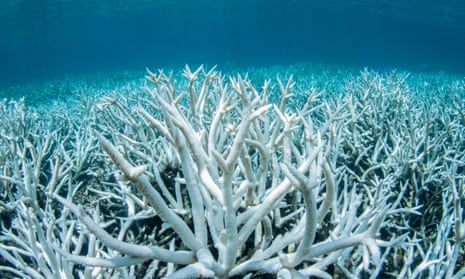 A field of stag-horn coral bleached white on the Great Barrier Reef