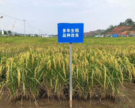 A field of rice marked by a blue sign in Chinese characters