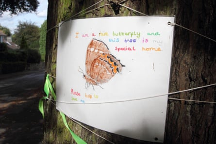 A poster on the trunk of a mature elm tree, featuring a white-letter hairstreak butterfly, in Nether Edge, Sheffield, UK, alerts passers-by that the tree hosts rare butterflies.