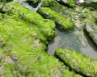 Seaweed Thrives in Polluted Charmouth River Outflow