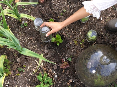 Poppy grows young elephant garlic, raspberry plants and salad leaves under jam jars to protect them from slugs and snails.