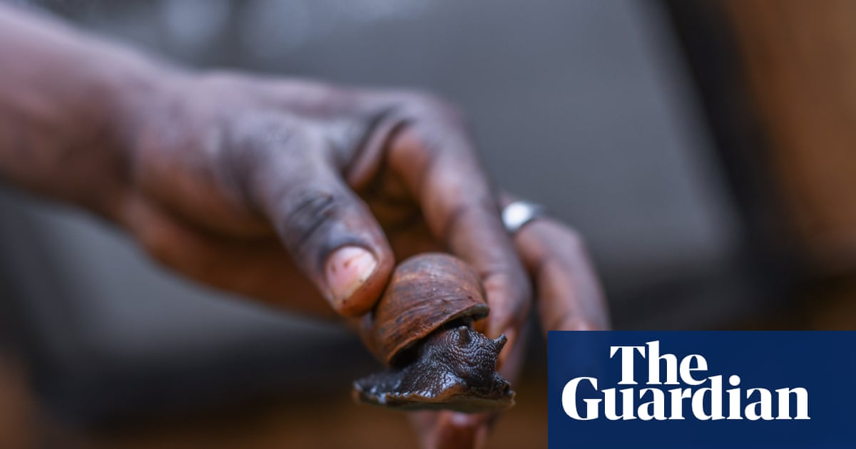 Giving guitarfish a chance: one man’s mission to persuade fishers to farm giant snails instead