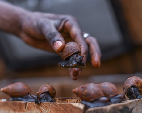 Giving guitarfish a chance: one man’s mission to persuade fishers to farm giant snails instead