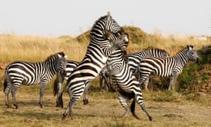 Zebras tussle with each other