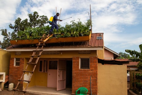 A rooftop farmer tends to his greenery in Kampala, Uganda
