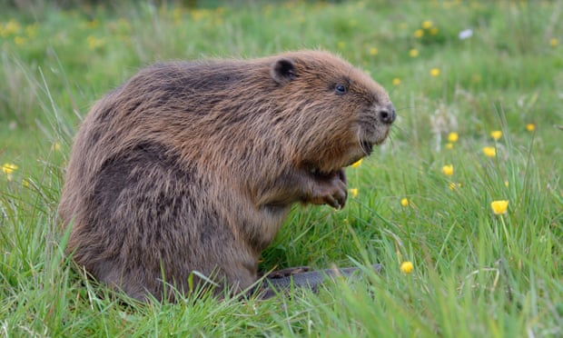‘The beaver is not going to provide the answer’: farmers are calling for a better water management strategy.