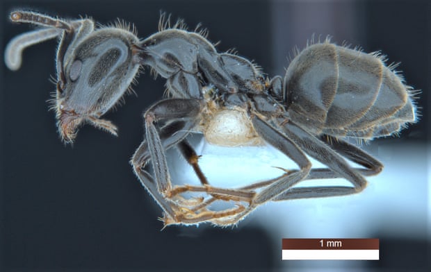 Anonychomyrma inclinata