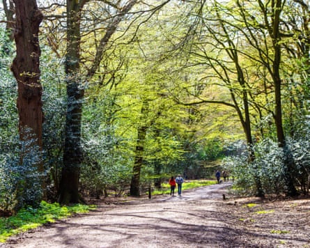 The Oak Trail in Epping Forest.
