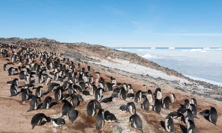 Adelie penguin near Davis research station, on the Vestfold Hills, where the new airport and runway are planned.