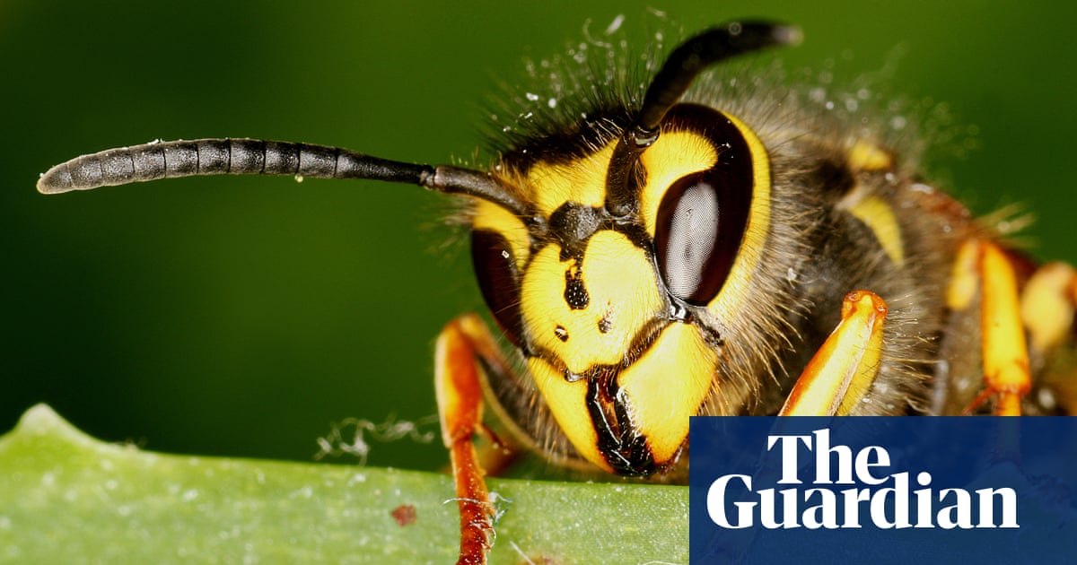 How My Potentially Fatal Allergy Was Cured With 70 Wasp Stings