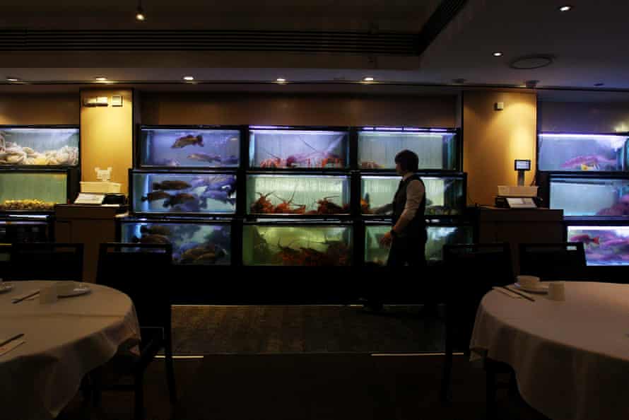 Golden Century's aquarium bank in a slow phase in March 2020, just weeks before the Covid-19 lockdowns begin.