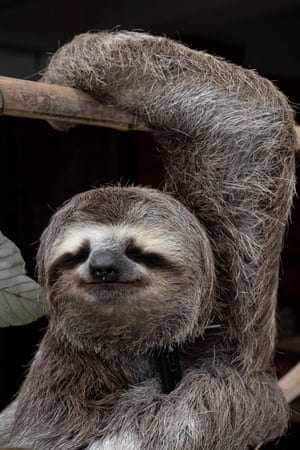 Uma preguiça (Bradypus tridactylus) chamada Chuwie, que perdeu as garras de três de suas quatro pernas quando foi eletrocutada em cabos de energia e resgatada após sofrer queimaduras graves, continua pendurada enquanto era alimentada no Centro de Resgate de Preguiça de Chuwie em San Antonio de Los Altos, Estado de Miranda, Venezuela.