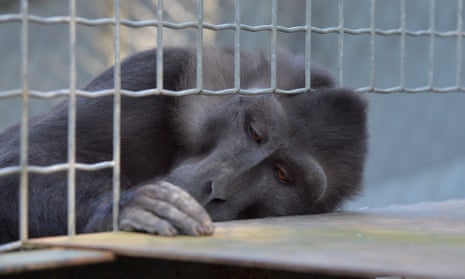 Cruel Experiments on Monkeys Should Stop at Harvard Medical School