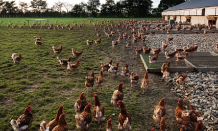 A free range egg farm in Suffolk.
