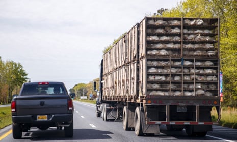 A truck loaded with chickens drives on the highway in Virginia. 