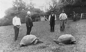 Two giant tortoises photographed in the grounds of Government House, St Helena