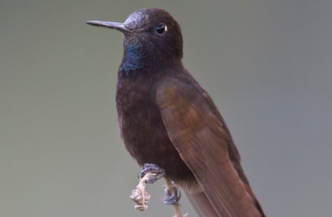 Black metaltail (Metallura phoebe) perched on a branch in Peru.
