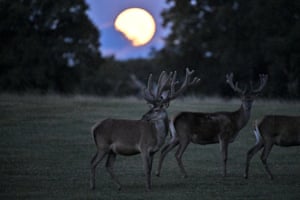Taarbæk, Dinamarca: uma superlua conhecida como 'lua do fanfarrão' paira sobre veados pastando