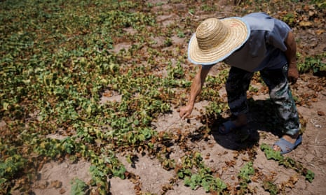 A farmer in Chongqing shows his dead sweet potato plants after his crops perished amid the drought.