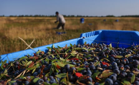 Differential focus image of a box of freshly picked blueberries in the foreground and farmers toiling in the background