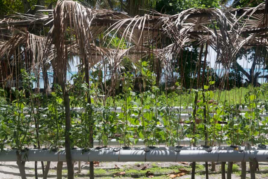 Experimental hydroponic vegetable growing on the island of Abaiang.