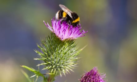 A bumble bee on a spear thistle