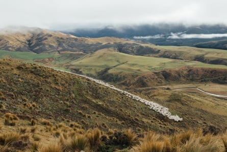 A flock of sheep far in the distance move in a column across yellow-green grassy hills