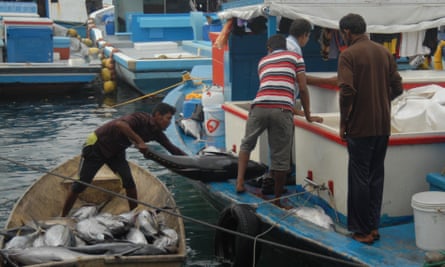 Yellowfin tuna catch in a fisherman's boat