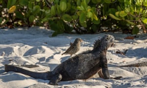 Galapagos marine iguana