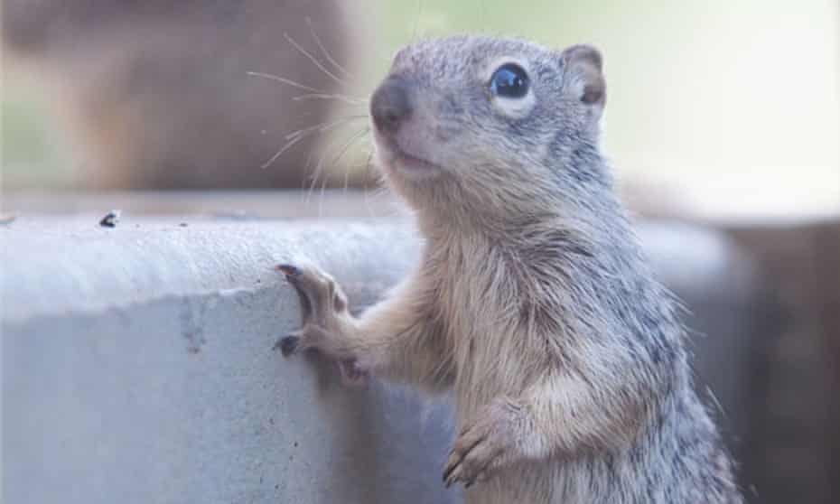 A squirrel at Squirrel Creek Wildlife Rescue. The Colorado Parks and Wildlife government agency has filed 21 criminal charges against the center. 