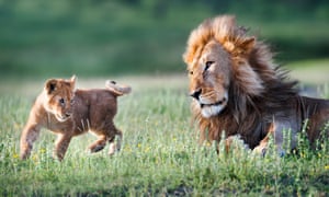 Lion bones are ground and used as a tonic in alternative medicines desired by wealthy Chinese.