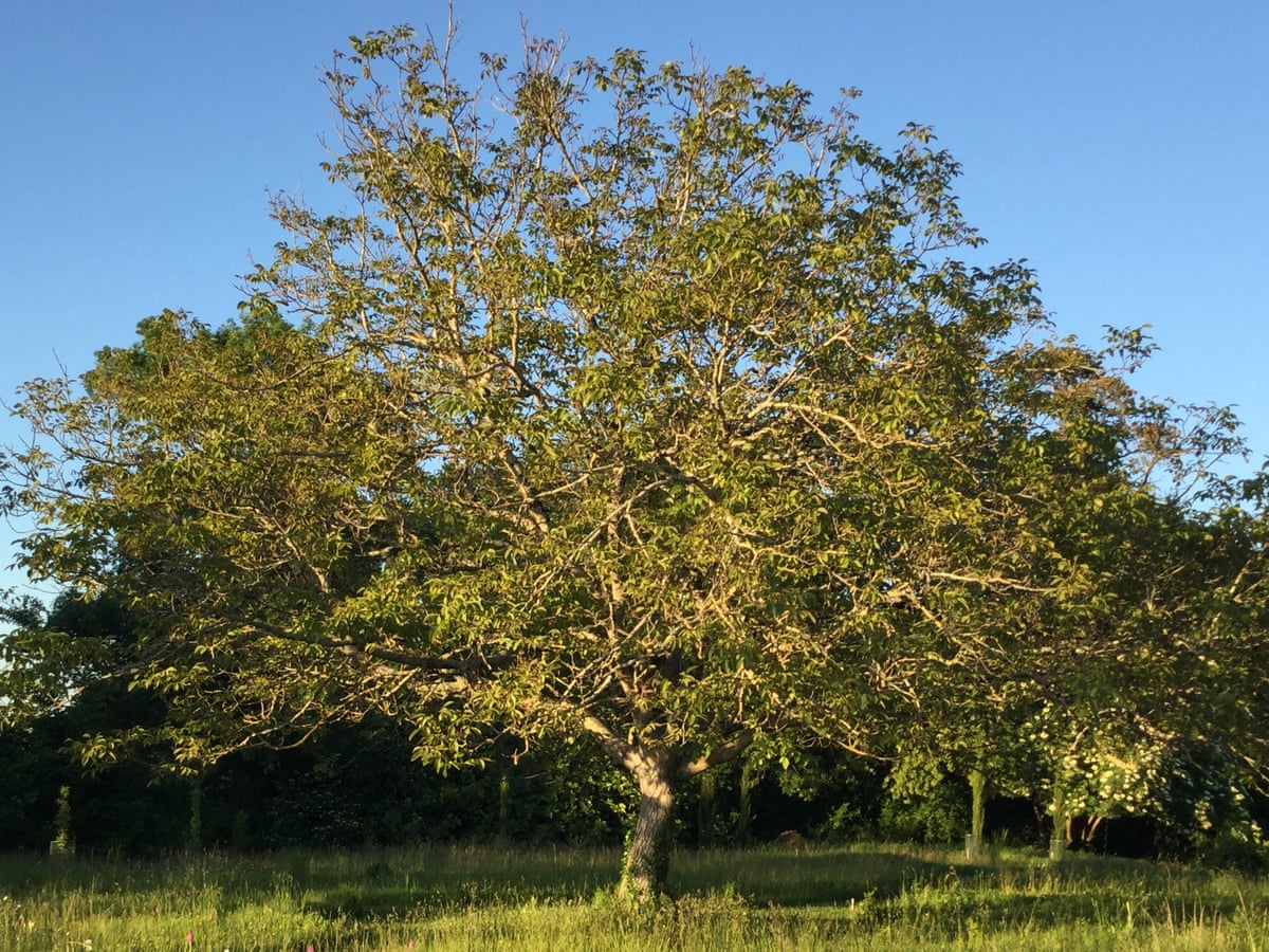 Whether lit by the sun or moonlight, this walnut tree always makes me happy' | Trees and forests | The Guardian