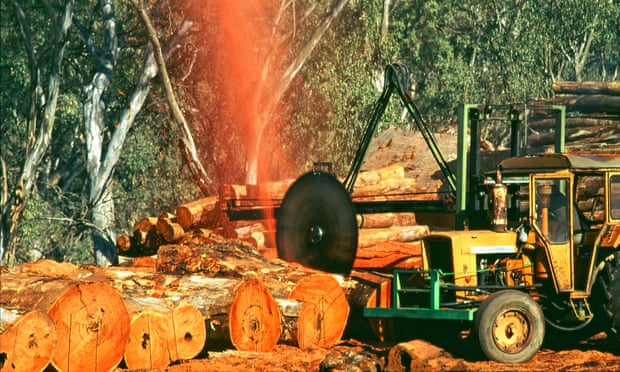 River red gum tree logging operation