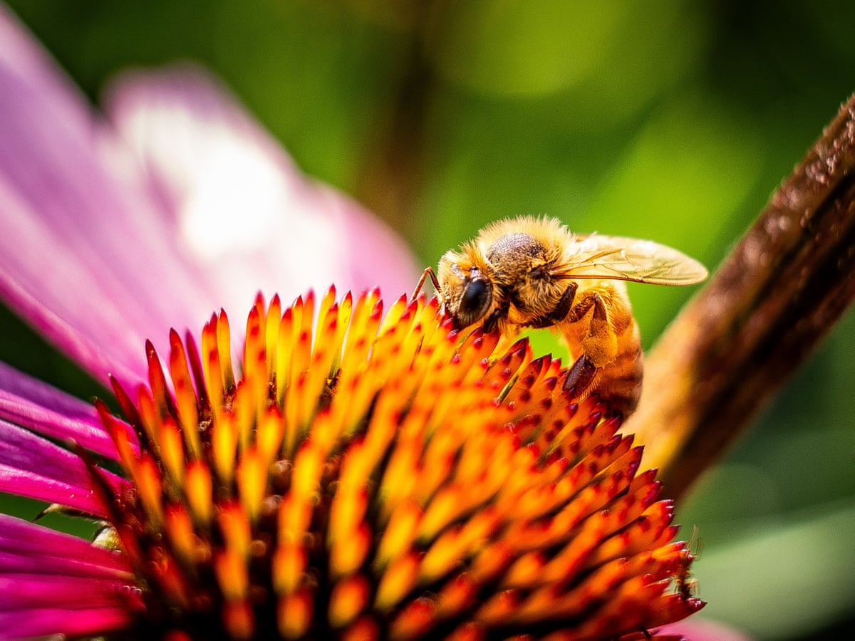 A bee on a pink flower