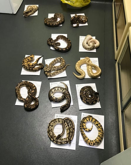 Some of the abandoned snakes, which included corn snakes and royal pythons.