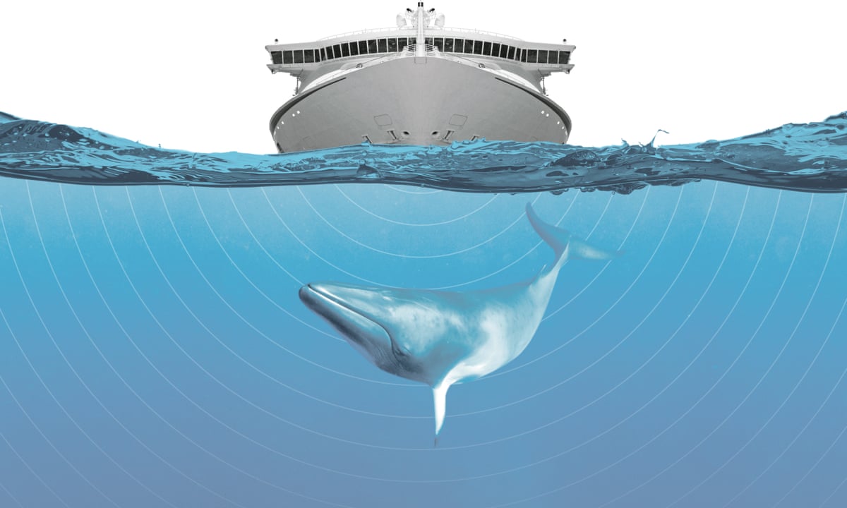 An ocean of noise: how sonic pollution is hurting marine life | Whales |  The Guardian
