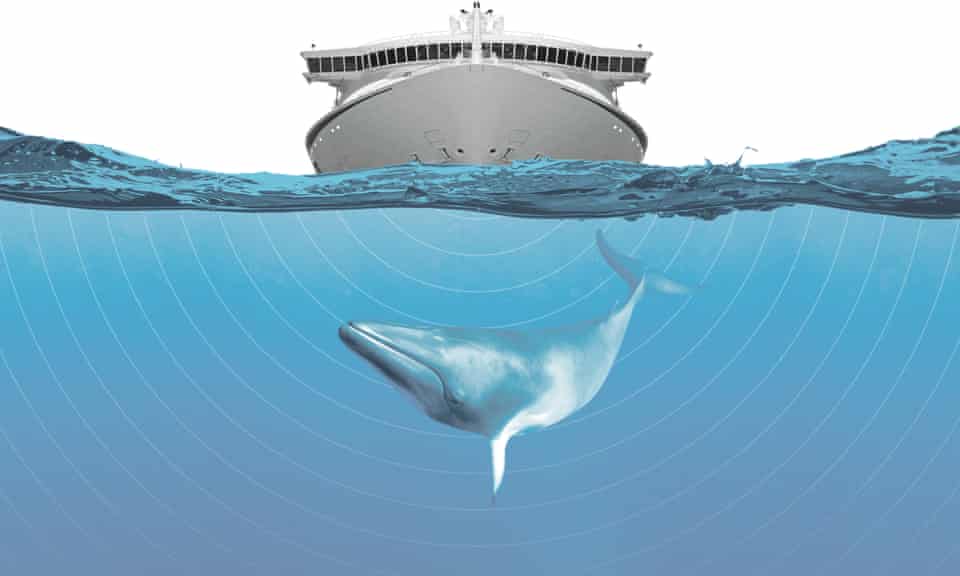collage illustration of a whale underneath a ship with sounds waves moving down into the water