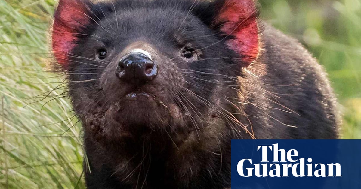 Really amazing': joy as 10 Tasmanian devil joeys emerge from Australia's biggest mainland breeding program