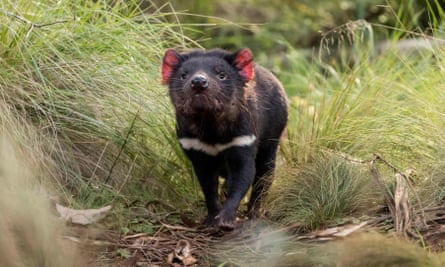 This year Tasmanian devils were released into the wild on Australia's mainland - 3,000 years after they went extinct there.