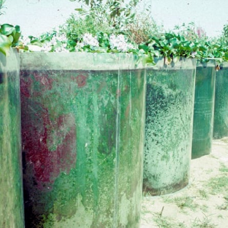 A row of barrels with plants growing out of them