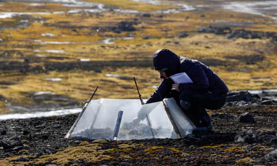 Dramatic spread of native plants over past decade is evidence of accelerating shifts in fragile polar ecosystem, study finds.