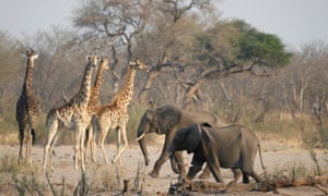 Elephants and giraffes walk near a watering hole in Hwange national park in Zimbabwe.