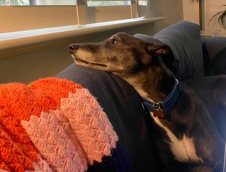 Rescue greyhound Basil at home