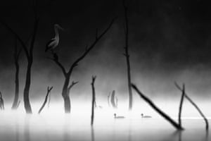 A black and white pelican with a large bill is perched on a dead tree in some water. The top of the photo where the pelican is is very dark, and the lower half of the photo is illuminated where two ducks are moving through the mist-covered water