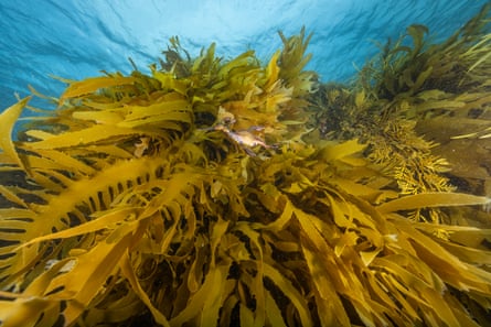 Leafy seadragon and golden kelp.